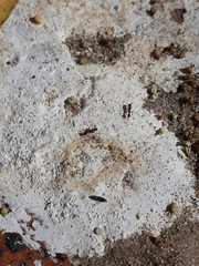 Tetramorium sericeiventre