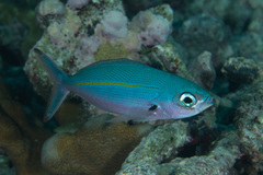 Pterocaesio tessellata