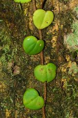 Peperomia serpens