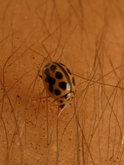 Tytthaspis sedecimpunctata