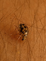 Tytthaspis sedecimpunctata