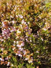 Erica curvirostris