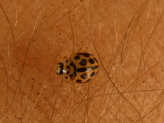 Tytthaspis sedecimpunctata