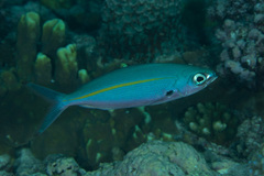 Pterocaesio tessellata