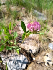 Trifolium pratense