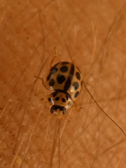 Tytthaspis sedecimpunctata