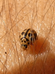 Tytthaspis sedecimpunctata