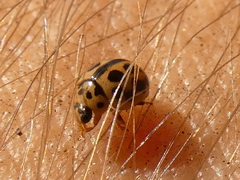 Tytthaspis sedecimpunctata