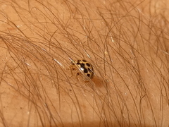 Tytthaspis sedecimpunctata