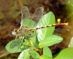 Arigomphus lentulus