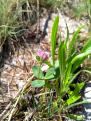 Trifolium pratense