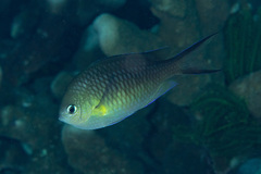 Chromis ternatensis