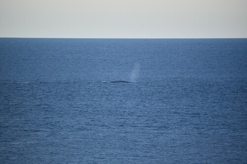 Whale