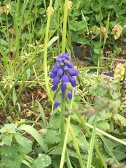 Muscari botryoides