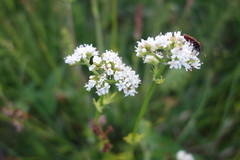 Valeriana dioica