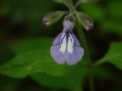Salvia urticifolia