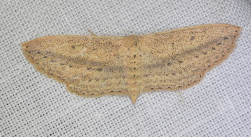 Scopula donovani