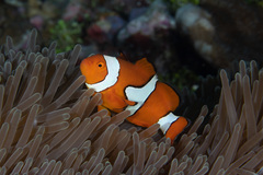 Amphiprion percula