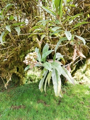 Baccharis pentlandii