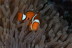 Amphiprion percula