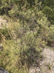 Adesmia miraflorensis