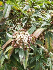 Baccharis pentlandii
