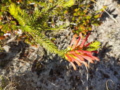 Erica abietina