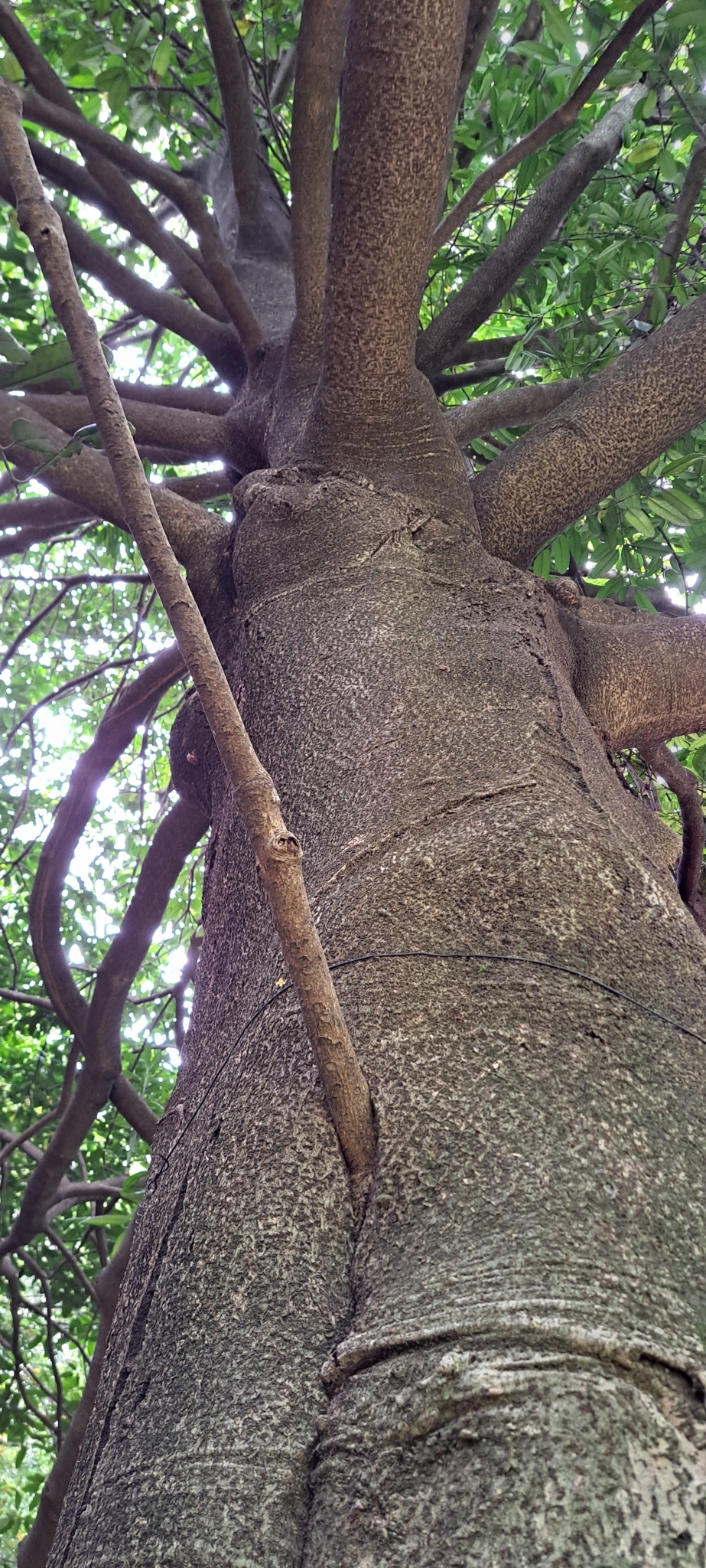 Imagem de Chá-de-macaco