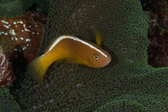 Amphiprion sandaracinos