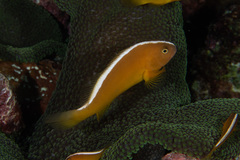 Amphiprion sandaracinos