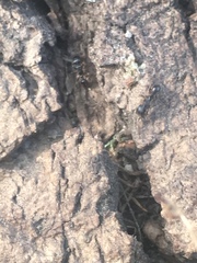 Tetramorium tsushimae