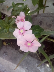 Catharanthus roseus