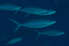 Elagatis bipinnulata