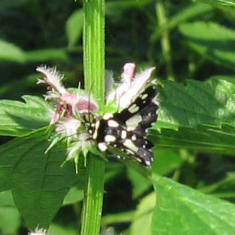 Mournful Thyris Moth