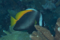 Heniochus singularius