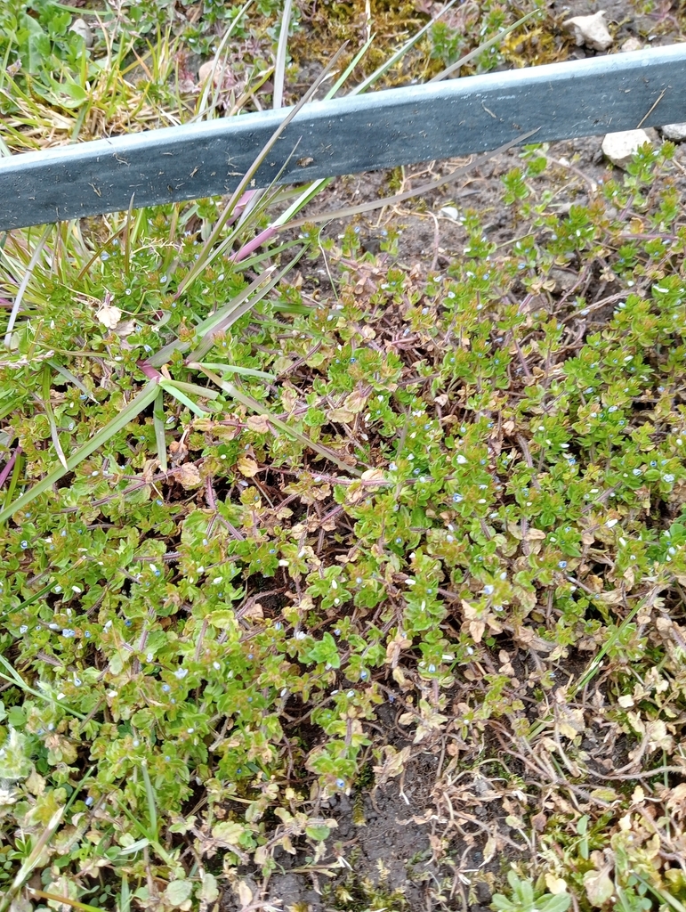 corn speedwell from Heslington Church, Heslington, York YO10 5DQ, UK on ...