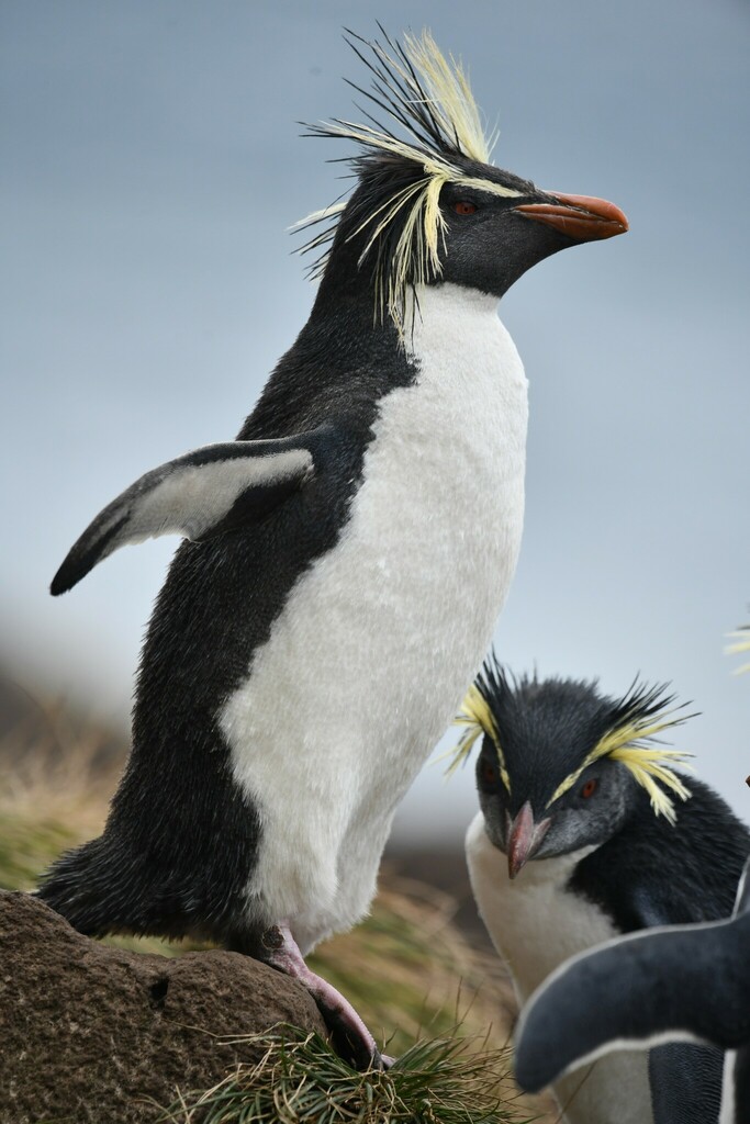 Northern rockhopper penguin standing on turf with long yellow crest feathers