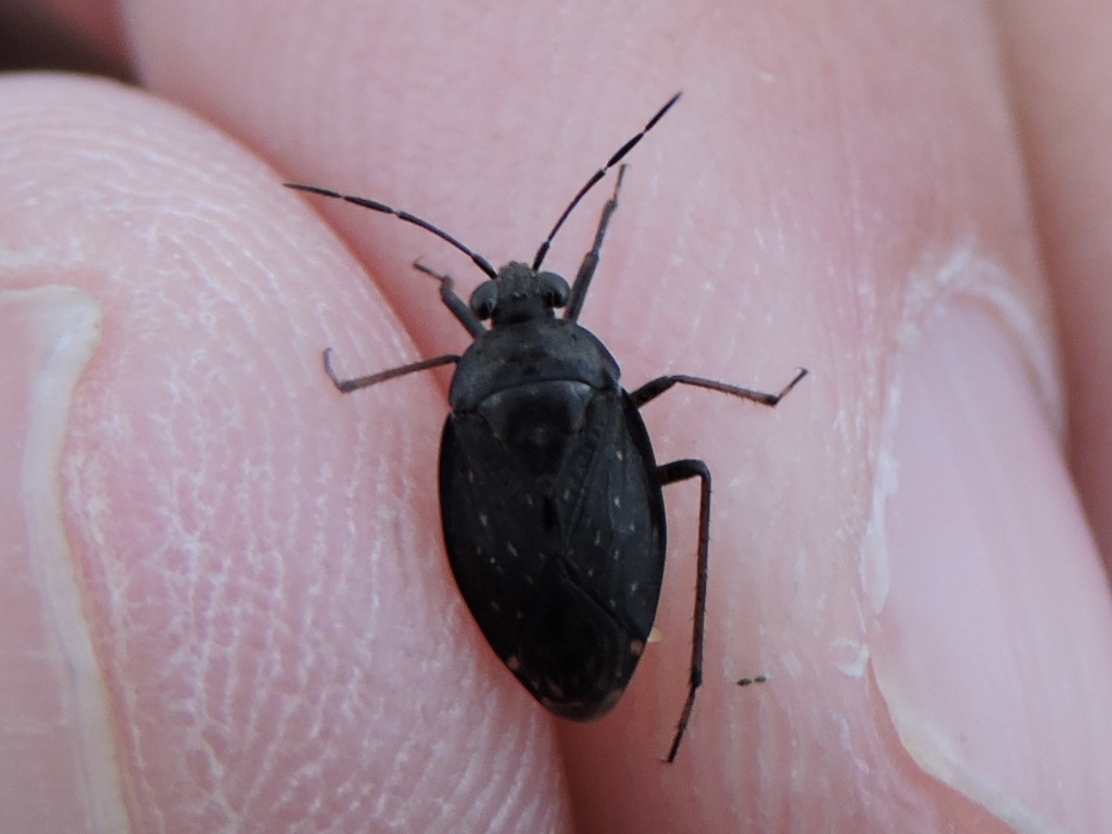 Salda lugubris