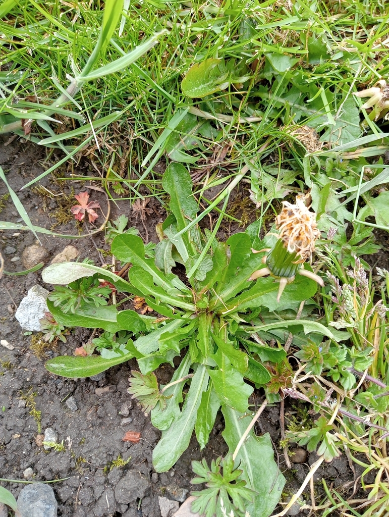 Common Cat's-ear from Heslington Church, Heslington, York YO10 5DQ, UK ...