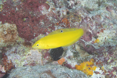 Halichoeres chrysus