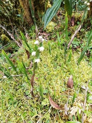 Baccharis genistelloides