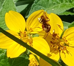 Nomada imbricata