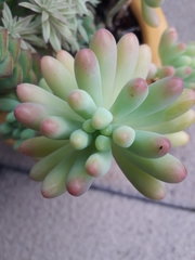 Sedum pachyphyllum