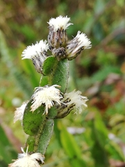 Baccharis genistelloides