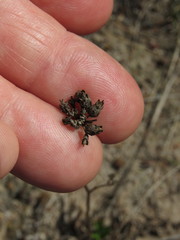 Lichtensteinia obscura