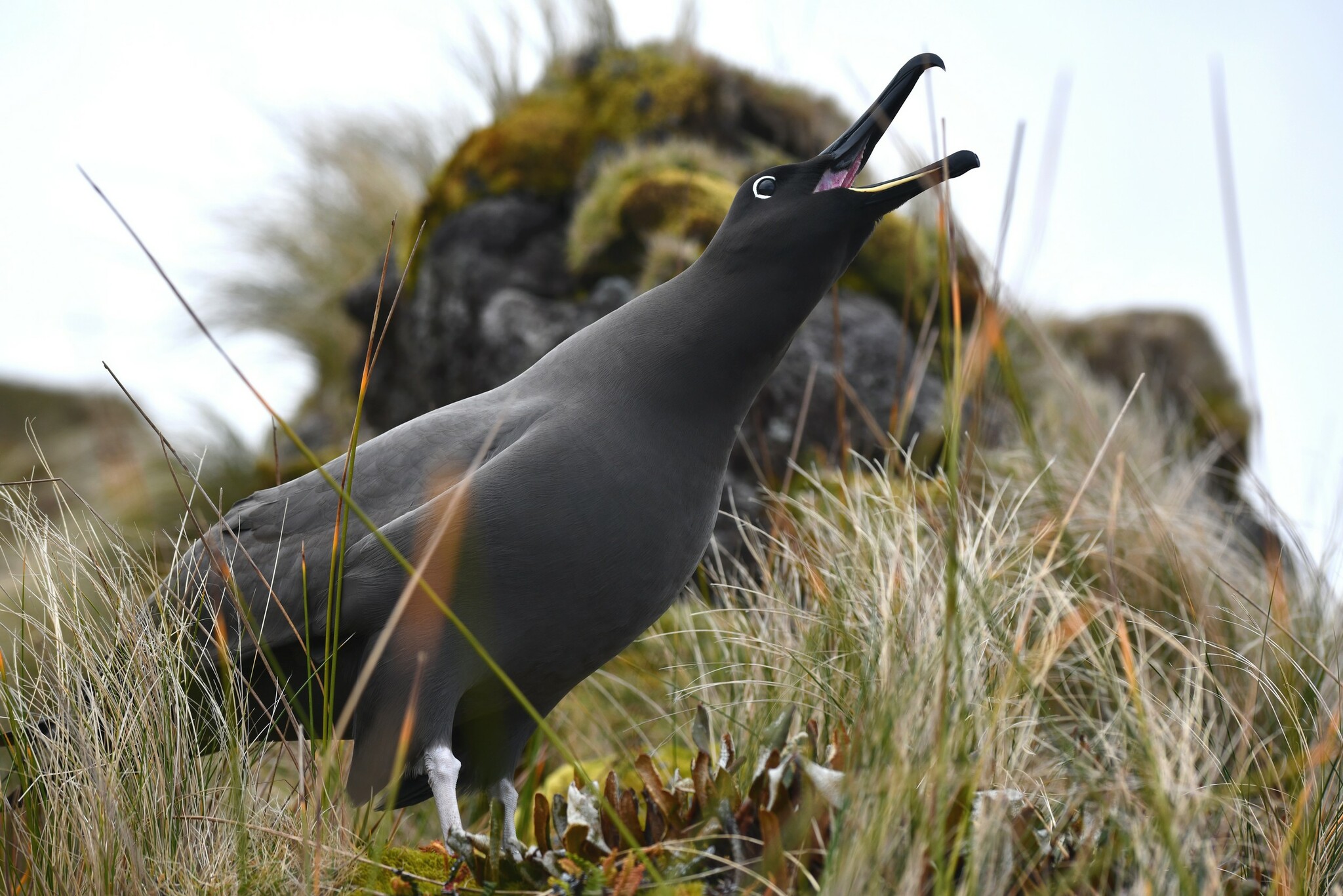 Sooty Albatross illustration