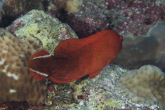 Cephalopholis urodeta