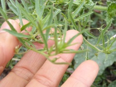 Convolvulus simulans