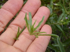 Convolvulus simulans