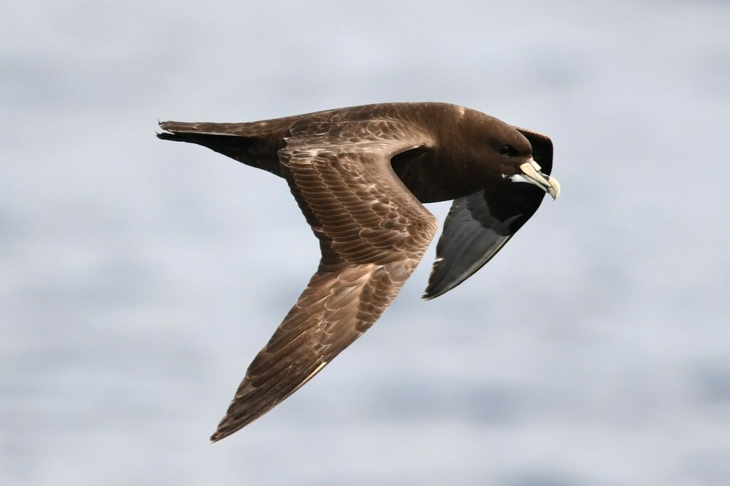 White-chinned petrel in flight over pale water, dark wings and pale bill